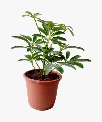 Echeveria Succulent Schefflera Umbrella Plant